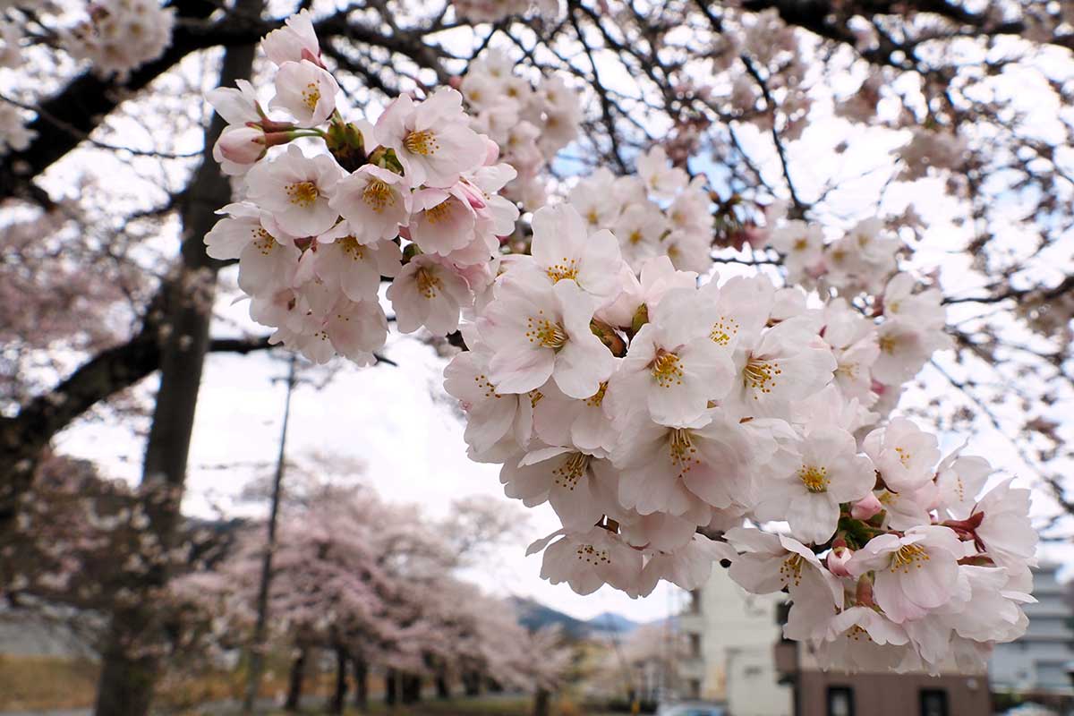 甲子町の“桜ロード”では鈴なりに開花する木も