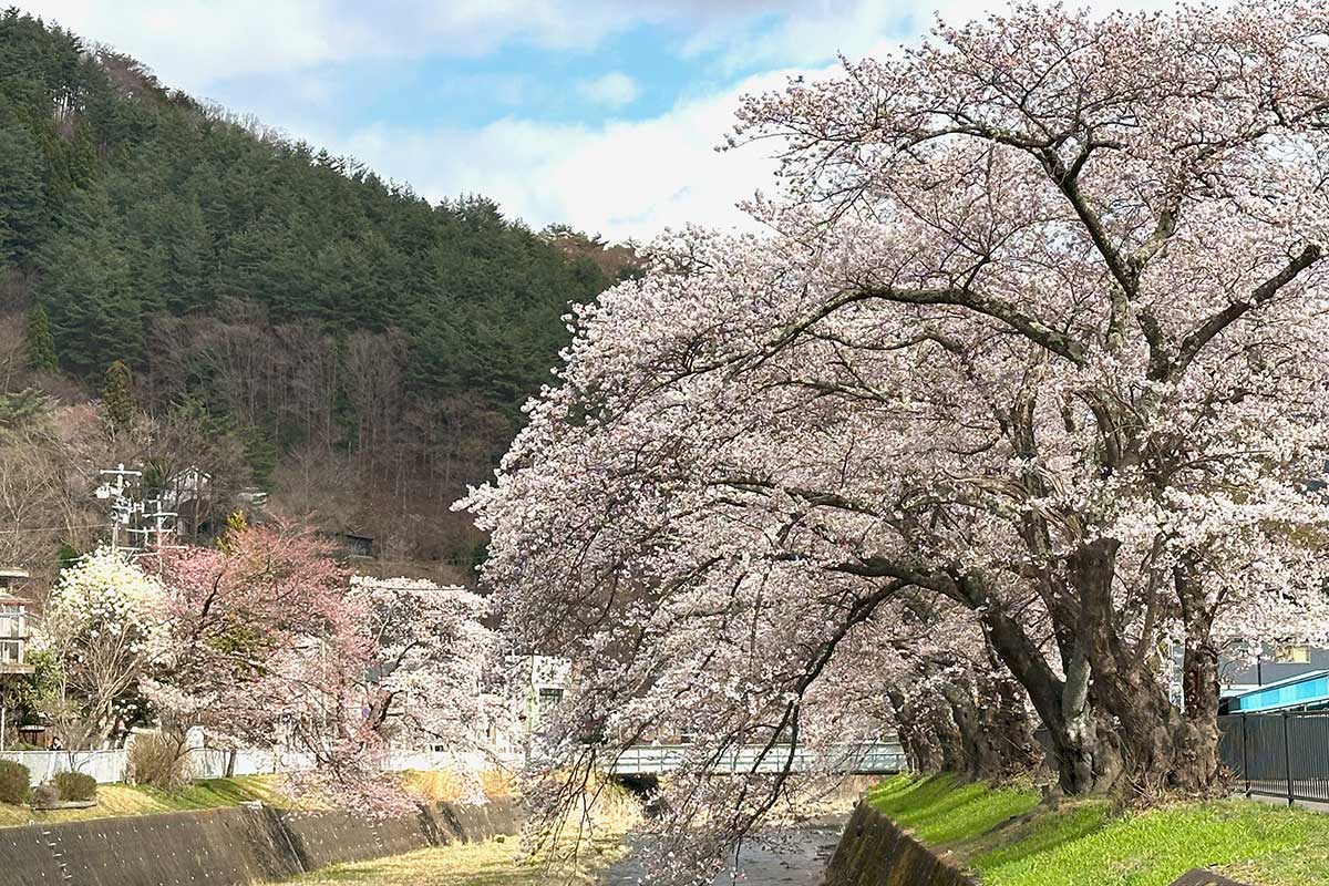 晴れ間を狙って花見客が訪れる小川川沿いの桜並木