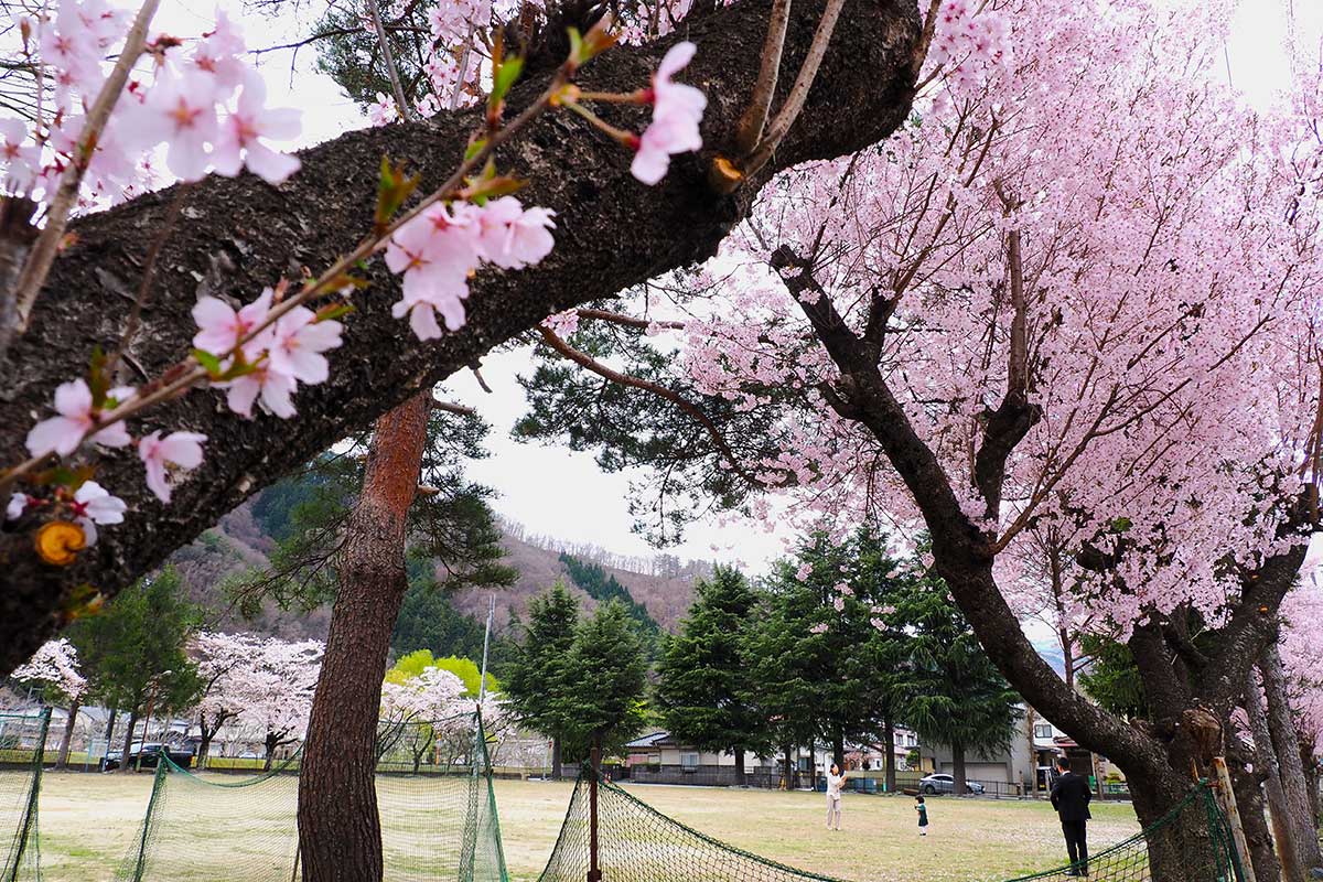 野田中央公園では色彩のコントラストも楽しめる