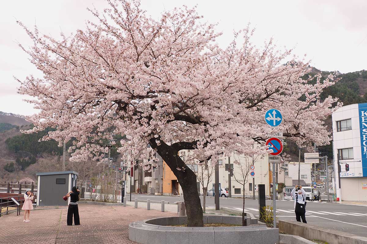 きれいに咲き誇る大渡町の一本桜を“借景”に撮影を楽しむ