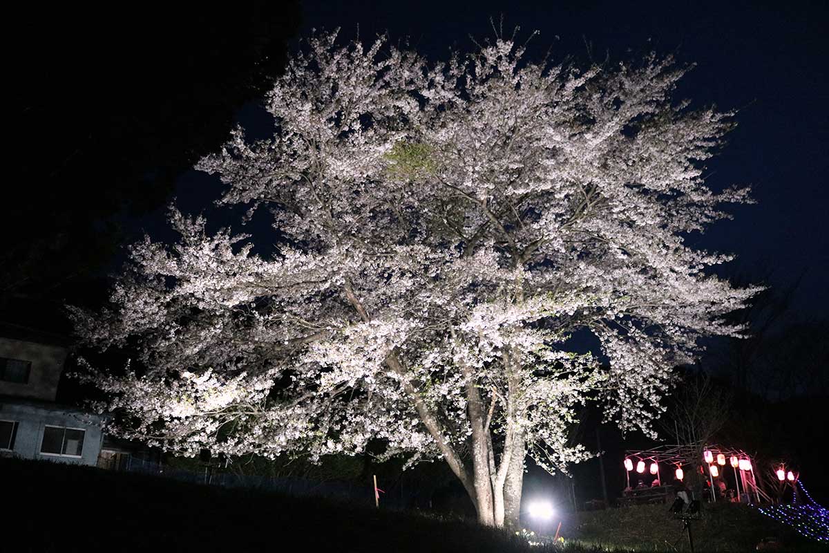 植樹から約40年が経過した藤原信孝さん方のソメイヨシノ