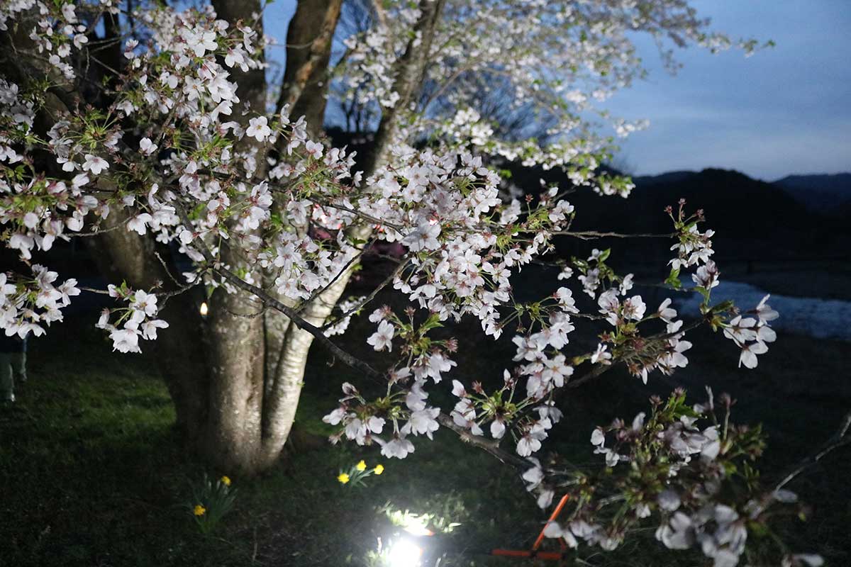 ライトに照らされ、夕闇に美しい桜景色を広げる。写真右側に流れるのが鵜住居川