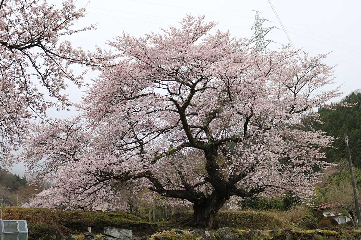 「大畑の一本桜」の愛称で親しまれる巨木桜＝甲子町、15日午前撮影