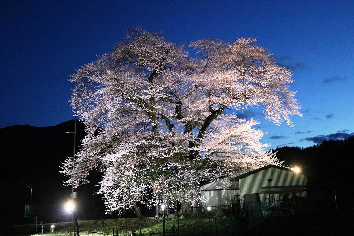今年もライトアップが行われている市指定文化財「上栗林のサクラ」＝栗林町、14日夕方撮影