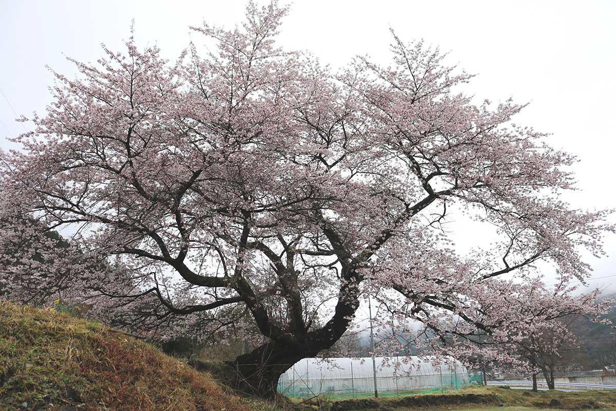 農地の斜面に根を張り、独特な樹形を見せる一本桜