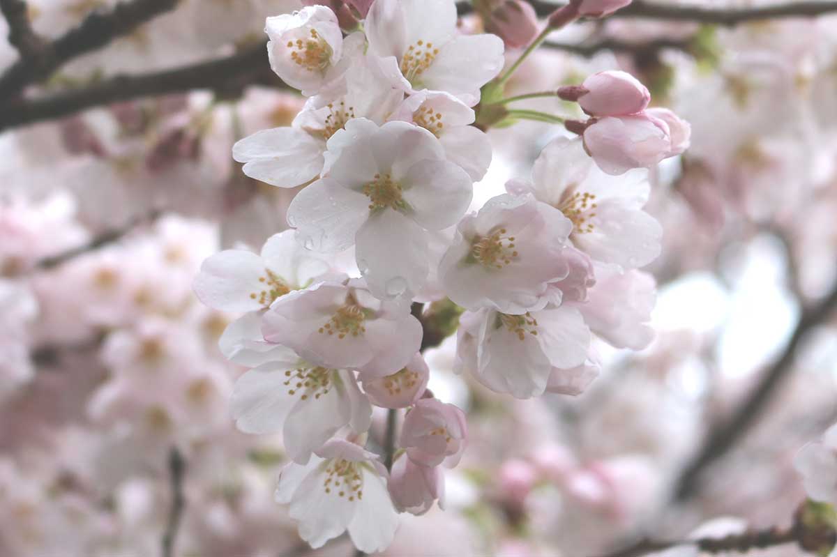 野鳥の食害もなく、枝いっぱいに花を咲かせている。咲き始めは淡い桃色が際立つ