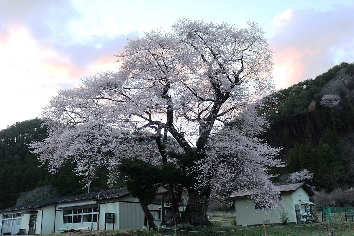 雨上がりの夕空を背景に一味違った風情を醸す「上栗林のサクラ」