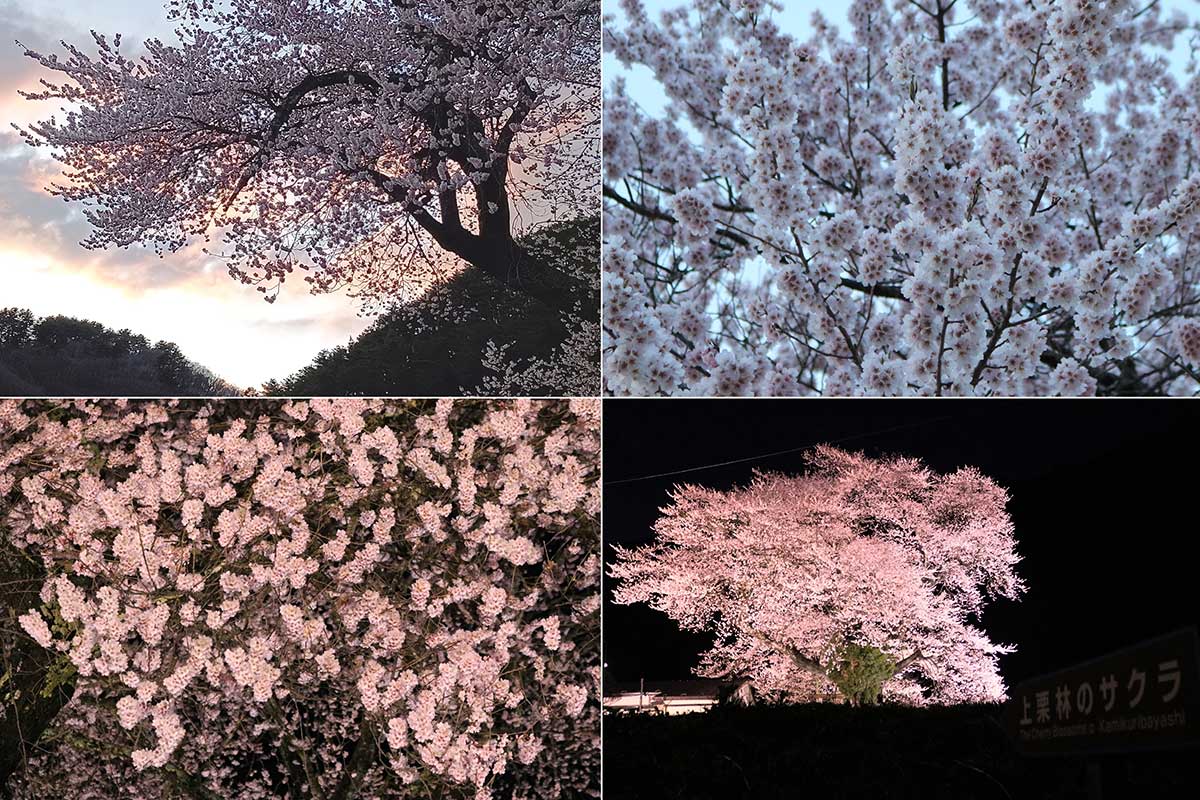 夕方（写真上）から夜のライトアップ（同下）にかけて目に映る色彩の変化も楽しめる