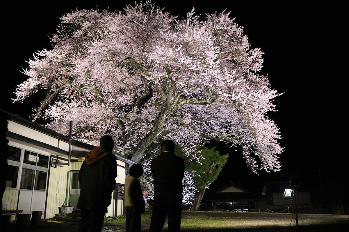 上栗林集会所側から臨む桜。暗闇に浮かび上がる花姿が美しい