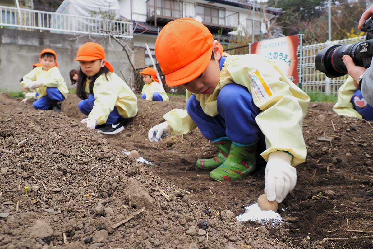 畑に付けられた印の上に種イモをセット！慎重に