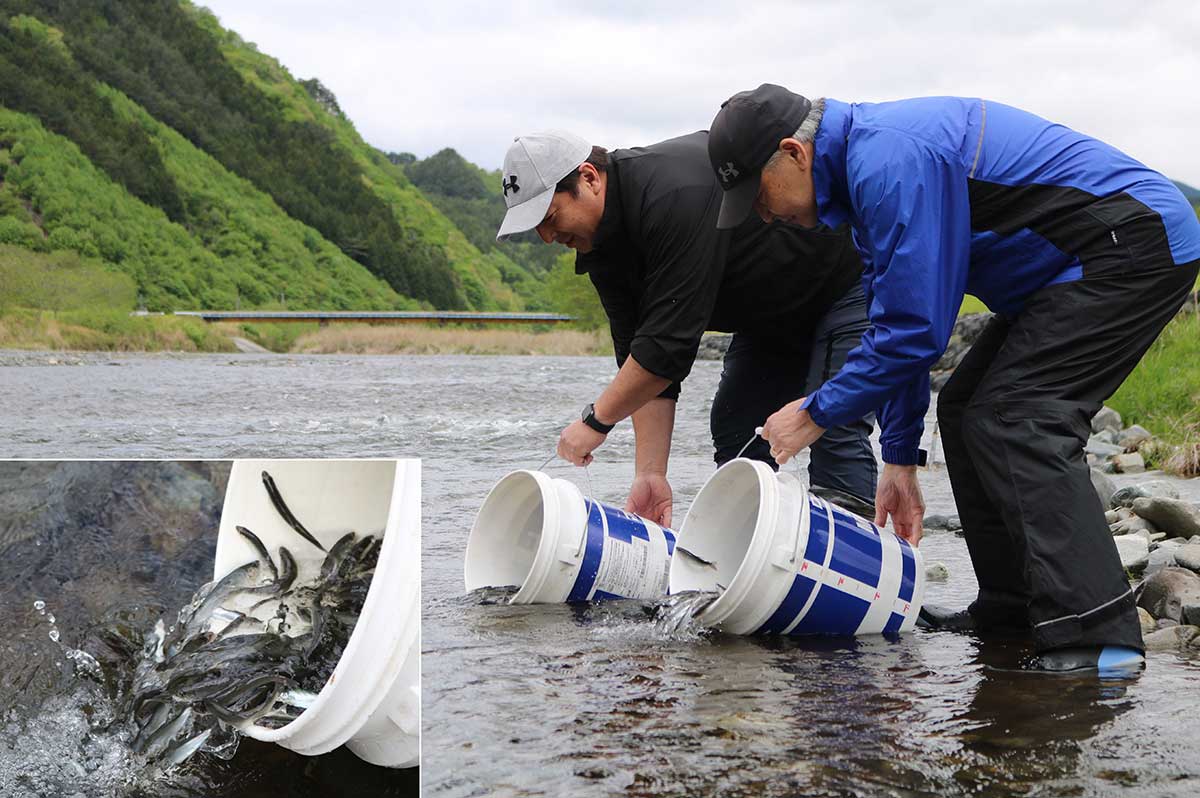 鵜住居川漁業協同組合による同川へのアユの稚魚放流＝11日