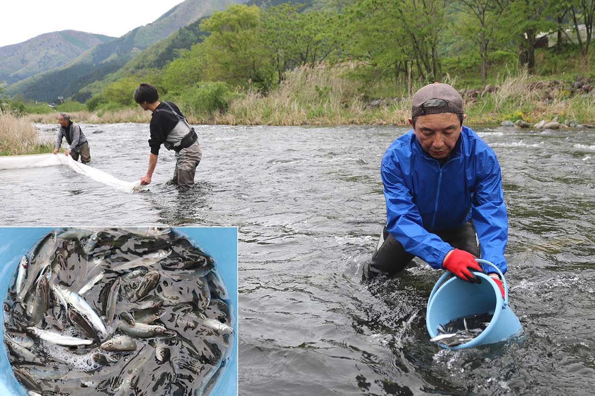 甲子川鮎釣協力会などが行ったアユの稚魚放流＝12日、松倉橋上流