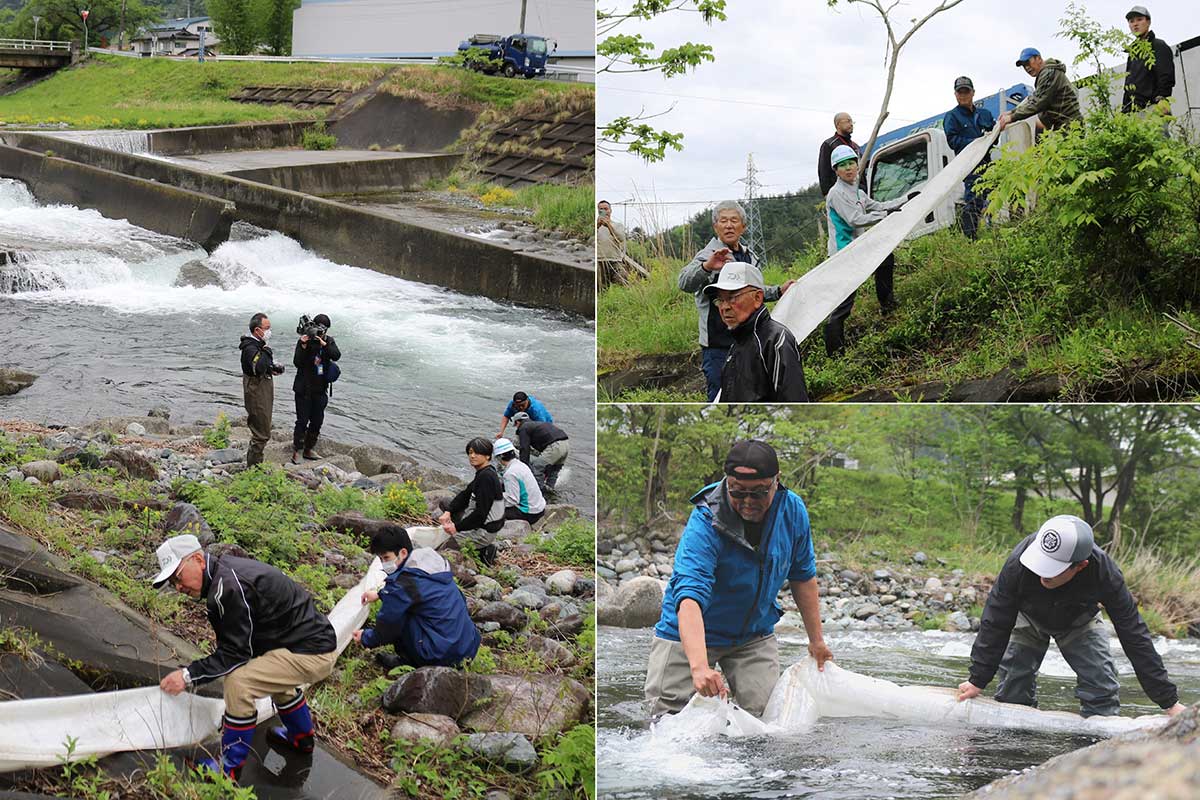 最後はトラックの水槽からホースを延ばして稚魚を送り出した＝松倉橋下流
