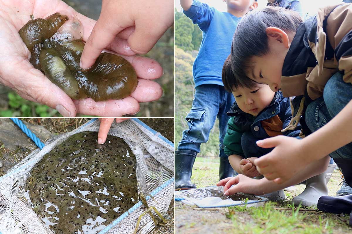 トウホクサンショウウオの卵（左上）とヤマアカガエルの卵（左下）。「プ二プ二」「ヌルヌル」… 触った子どもたちの感想もさまざま