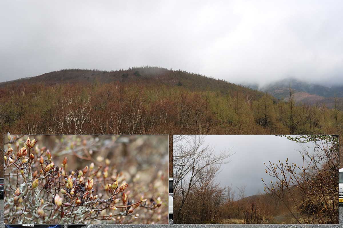登山口付近の花芽はまだ閉じたまま。山の本格的春の到来が待ち遠しい