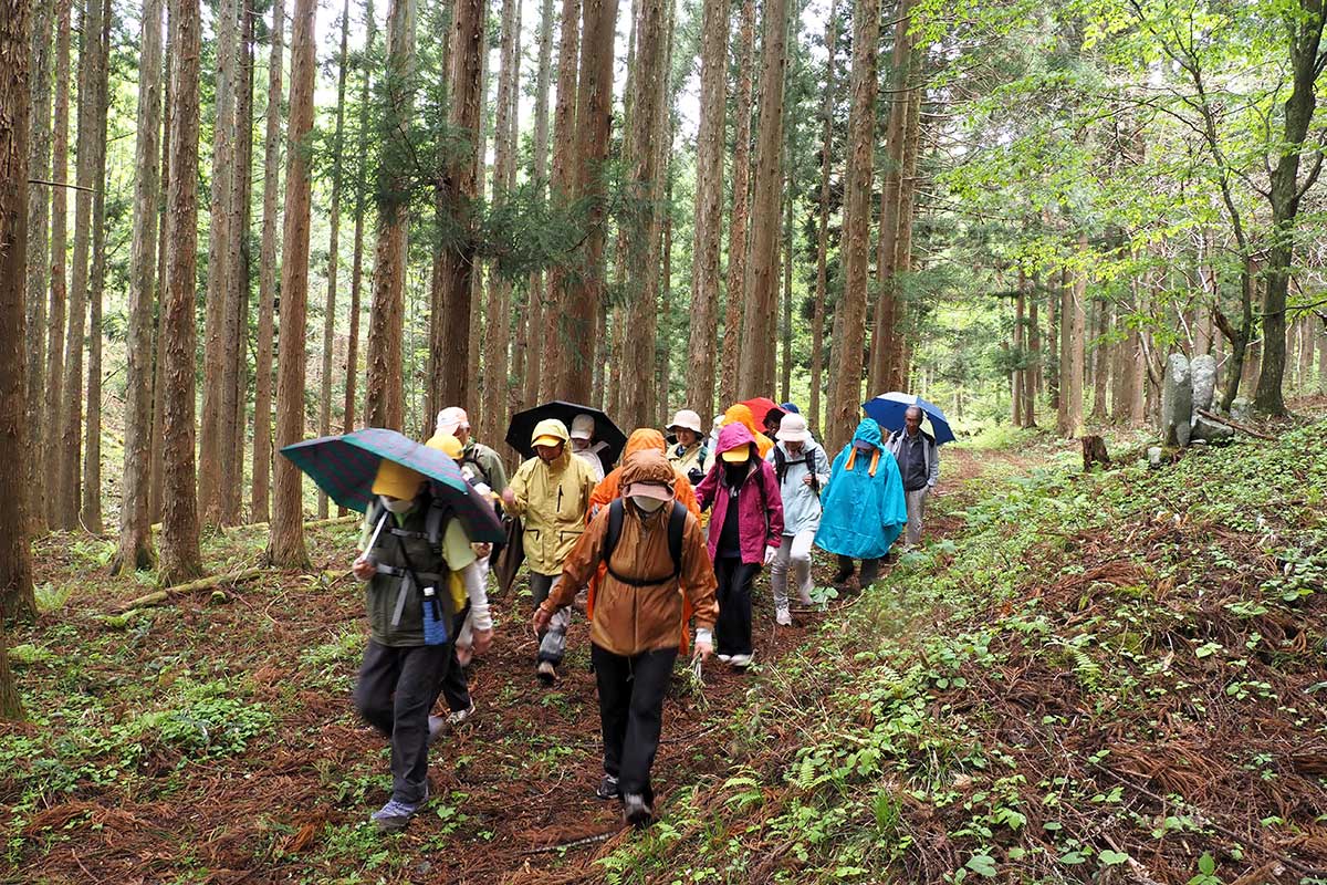 hashinowalk01