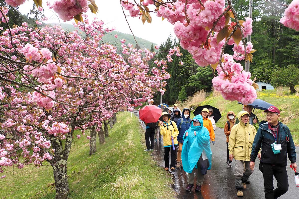満開の八重桜に参加者は表情をほころばせる