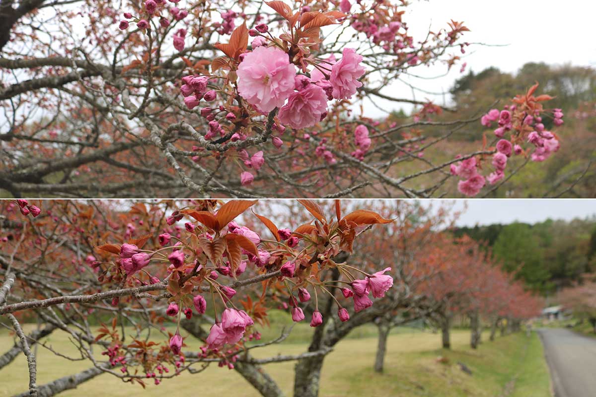 咲き始めたばかりの八重桜＝11日午前。14日には4分咲きまで進んだ。週末には見頃を迎えそう
