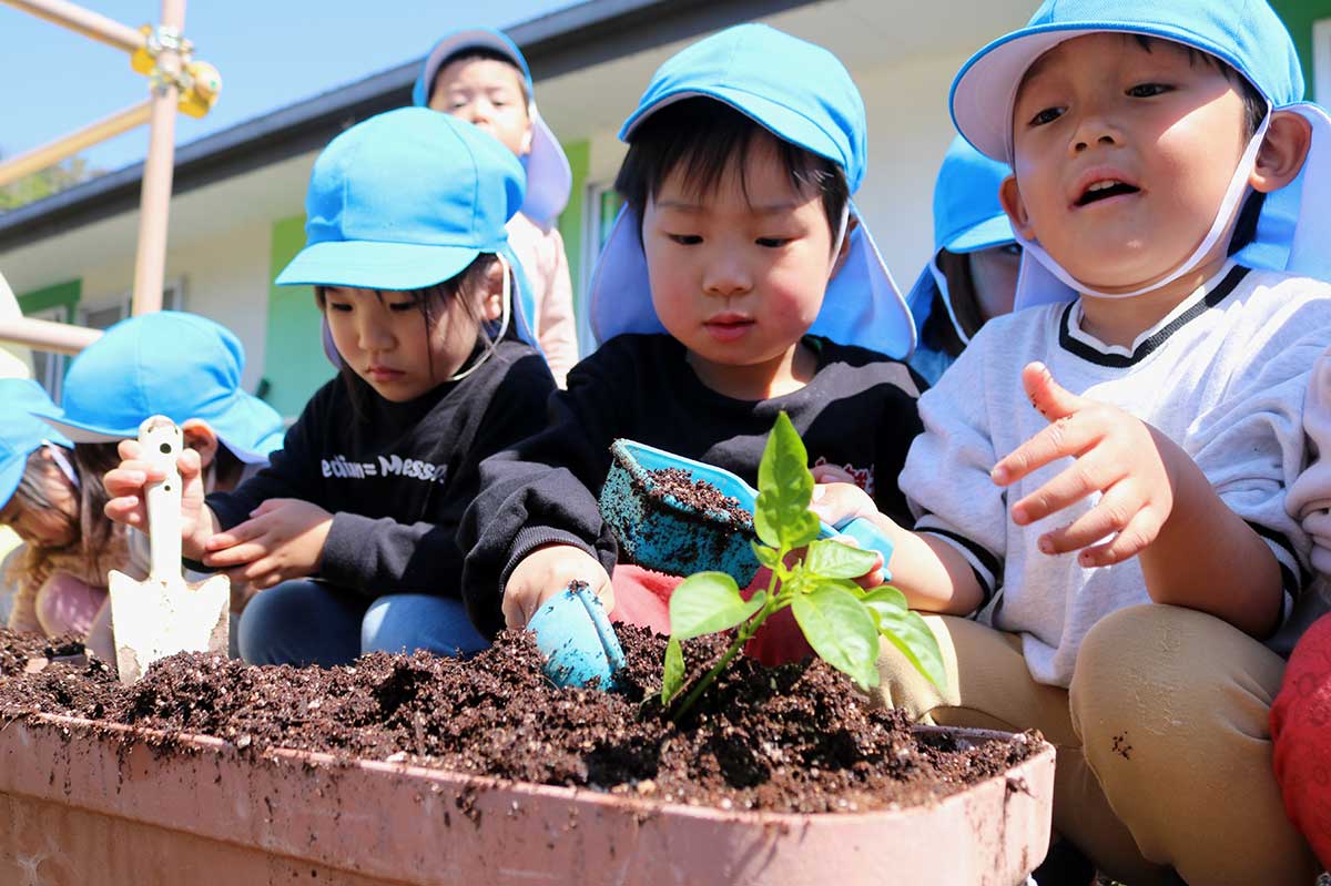 ピーマンの苗を植える3歳児クラスの園児。根本にたっぷり土をかける