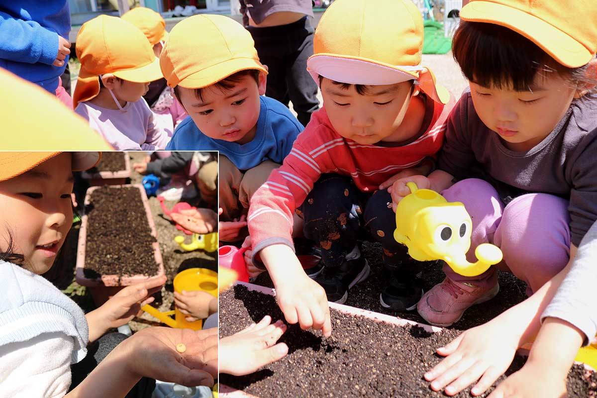 枝豆の種を植える。土に指で穴をあけ、1～2粒入れてそっと土をかぶせた