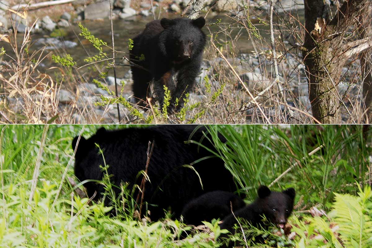 クマは川沿いの移動が多い傾向に。これからの時期は親離れした子グマの移動が活発になるので要注意　