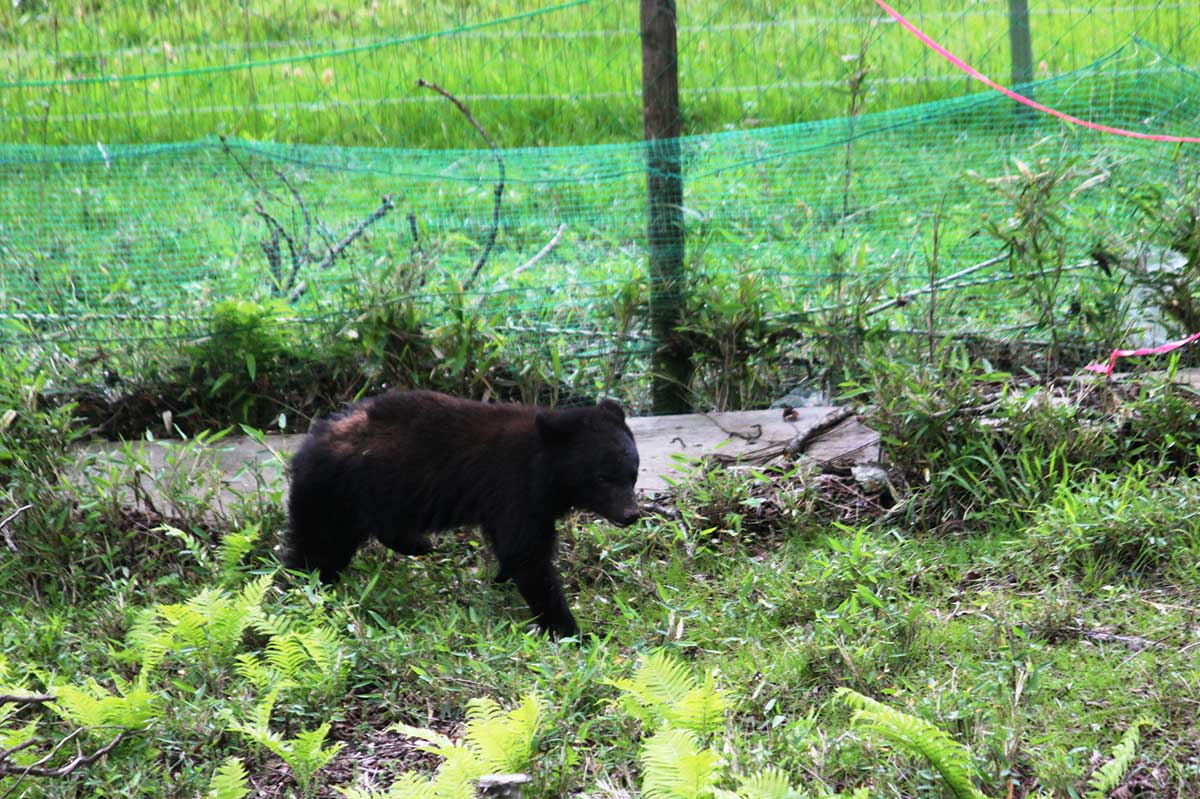背丈の高い草木は刈り取り、見通しを確保。農地などには侵入を防ぐ柵・網を設置する対策を