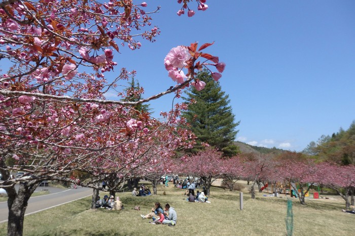yaesakura_01