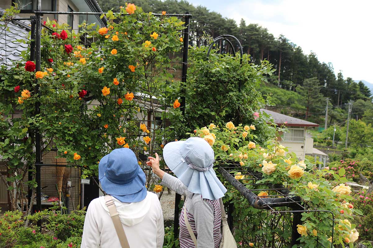 色とりどりの花が競演。園内はバラのいい香りが漂う