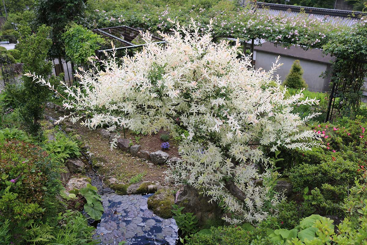 園内にはさまざまな草木が植えられている。花が咲いたような葉姿が人気のヤナギの一種も