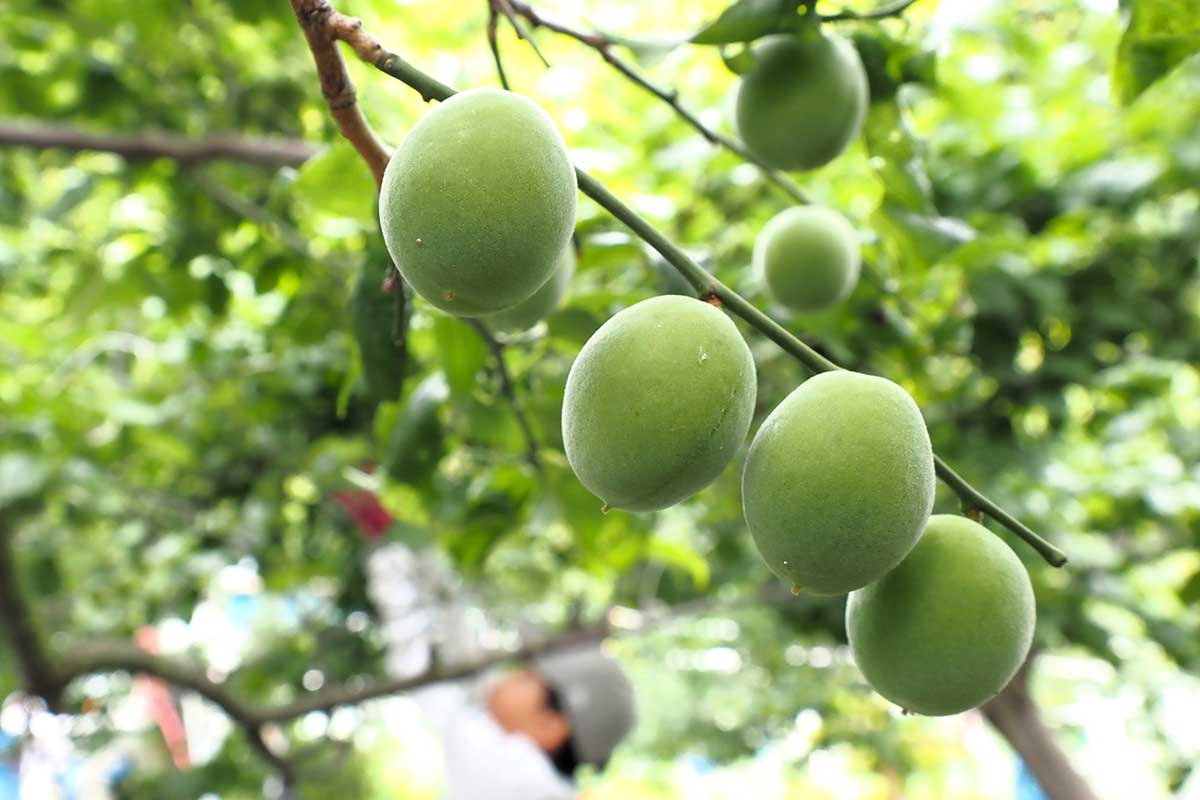 青々、丸々！収穫時期を迎えた釜石地方で育つ梅の実