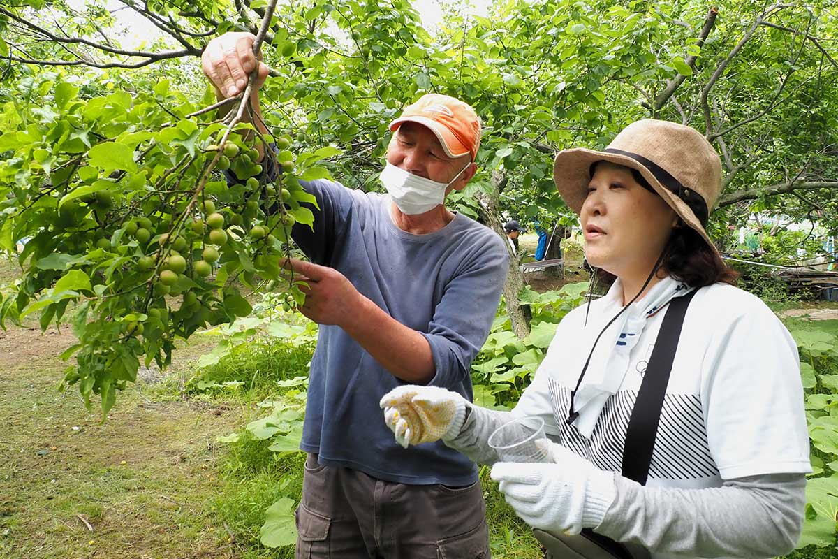 梅の木の特徴を参加者に説明する山崎元市さん（左）