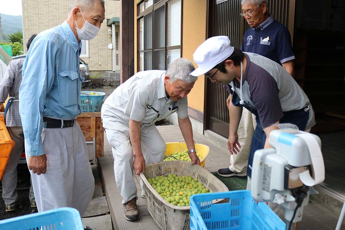 釜石地方梅栽培研究会の青梅集荷会＝昨年6月、栗林町