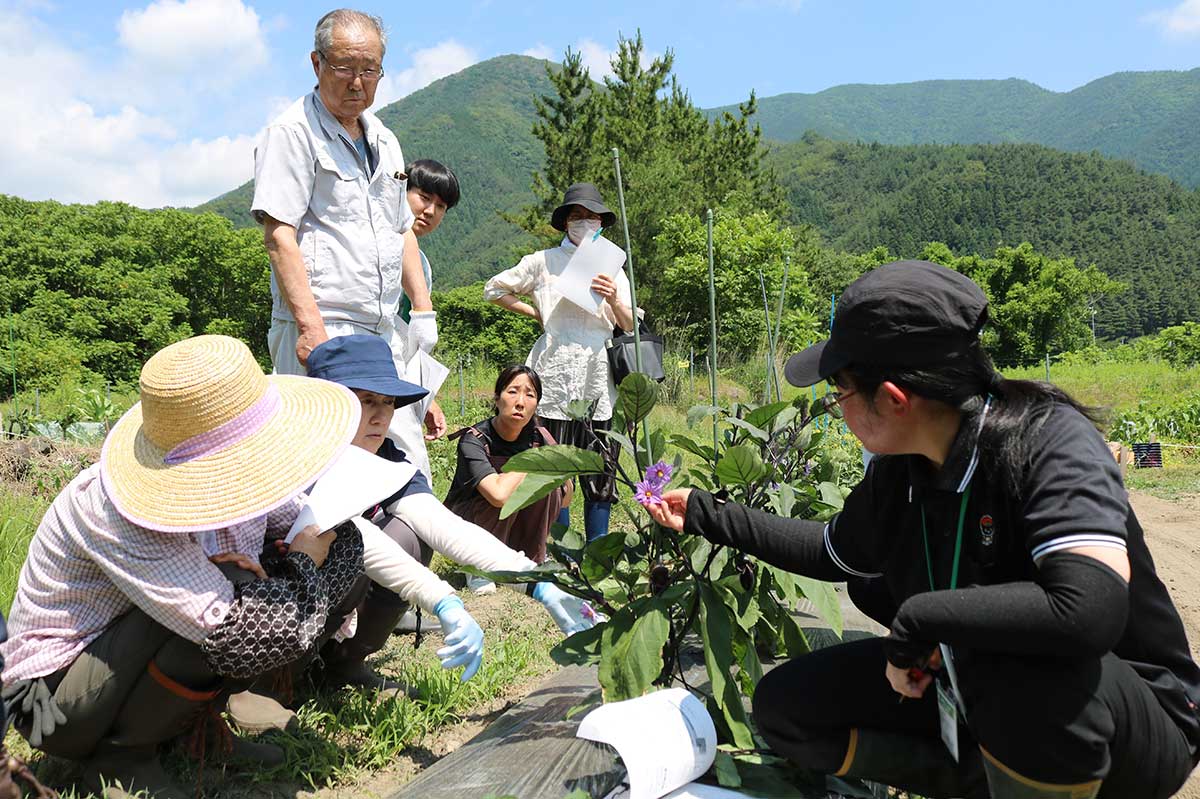 釜石市市民農園で開催している「農業入門塾ミニ」＝7月2日、甲子町第8地割