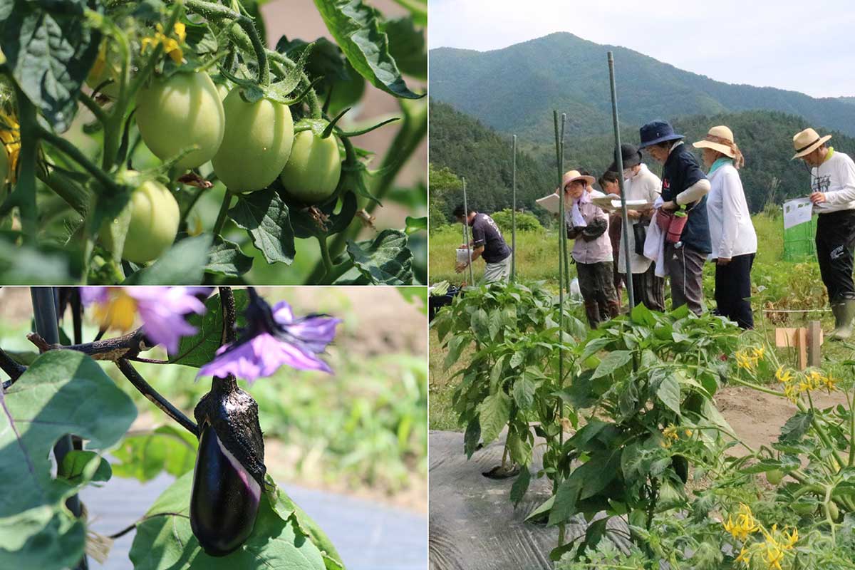 1回目の講座（6月4日）で植えたピーマン、ナス、トマトは約1カ月を経て、実をつけるまでに成長。丈は約20センチから約60センチに