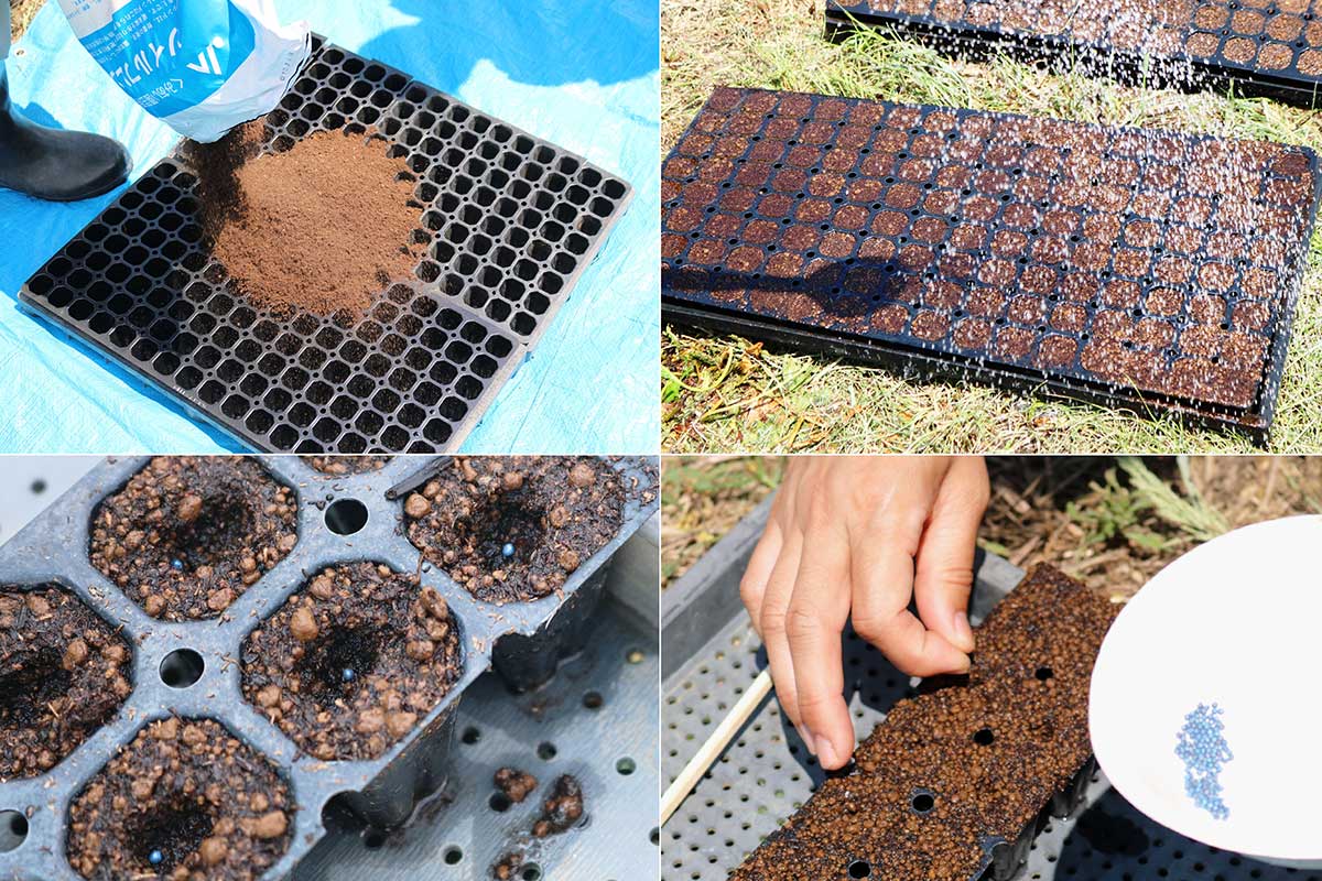 ブロッコリーは「セルトレイ」という容器に土を入れ、1セルに1粒ずつ種をまいて育苗。1カ月後に畑に植える