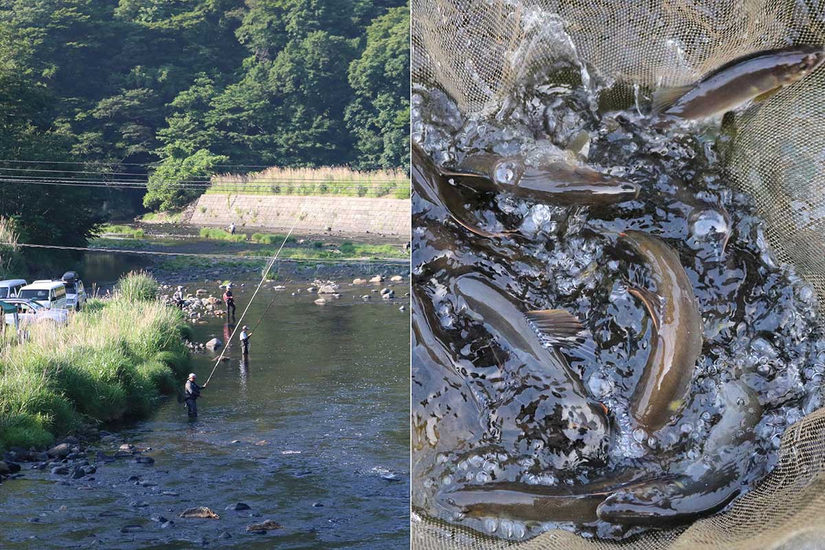 鵜住居川長持橋付近には県内陸部からの釣り客も多数。漁協組合員も注目の釣果