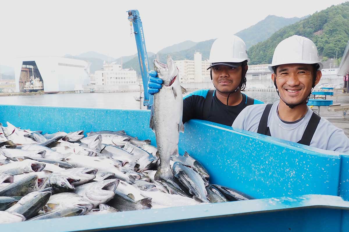 釜石湾で養殖され水揚げされたサクラマス
