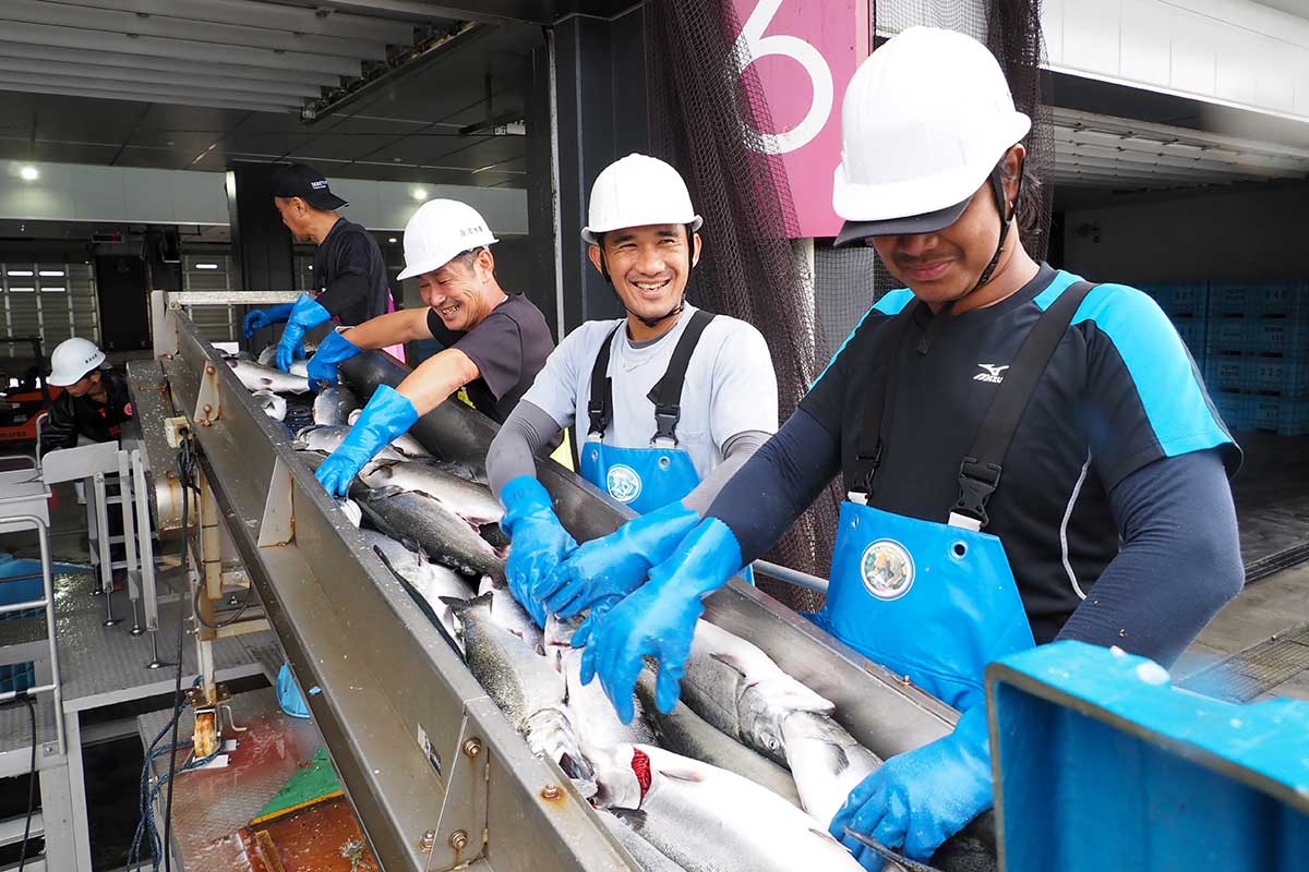 水揚げ、選別作業を進める泉澤水産の社員