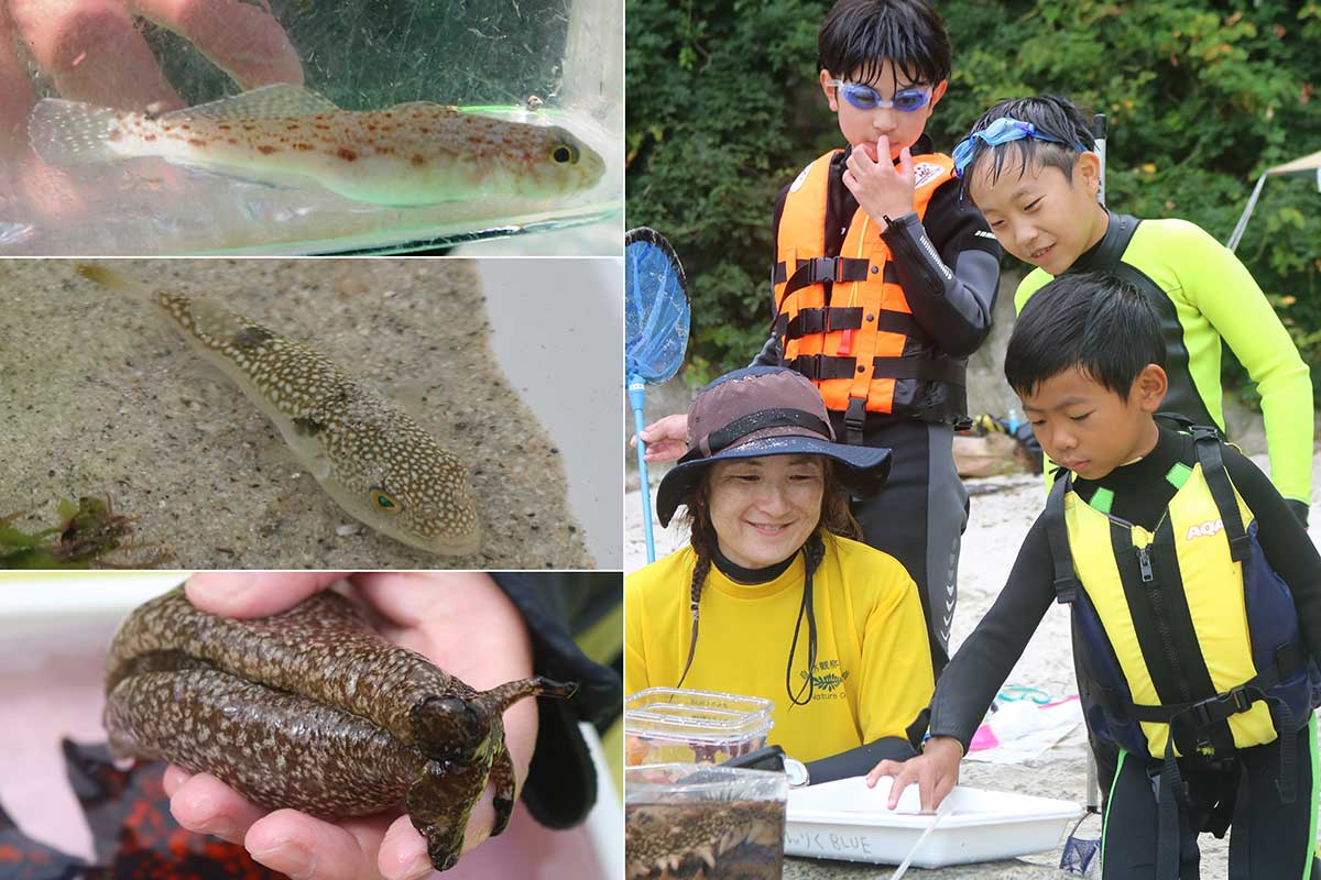 海にはいろいろな生き物が… 採集した魚などを見て触って観察