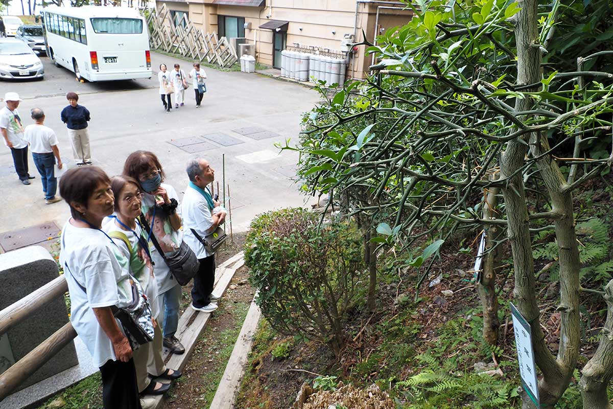 島倉さんの曲にちなみ避難路に植えられたカラタチの木を見上げるファンら