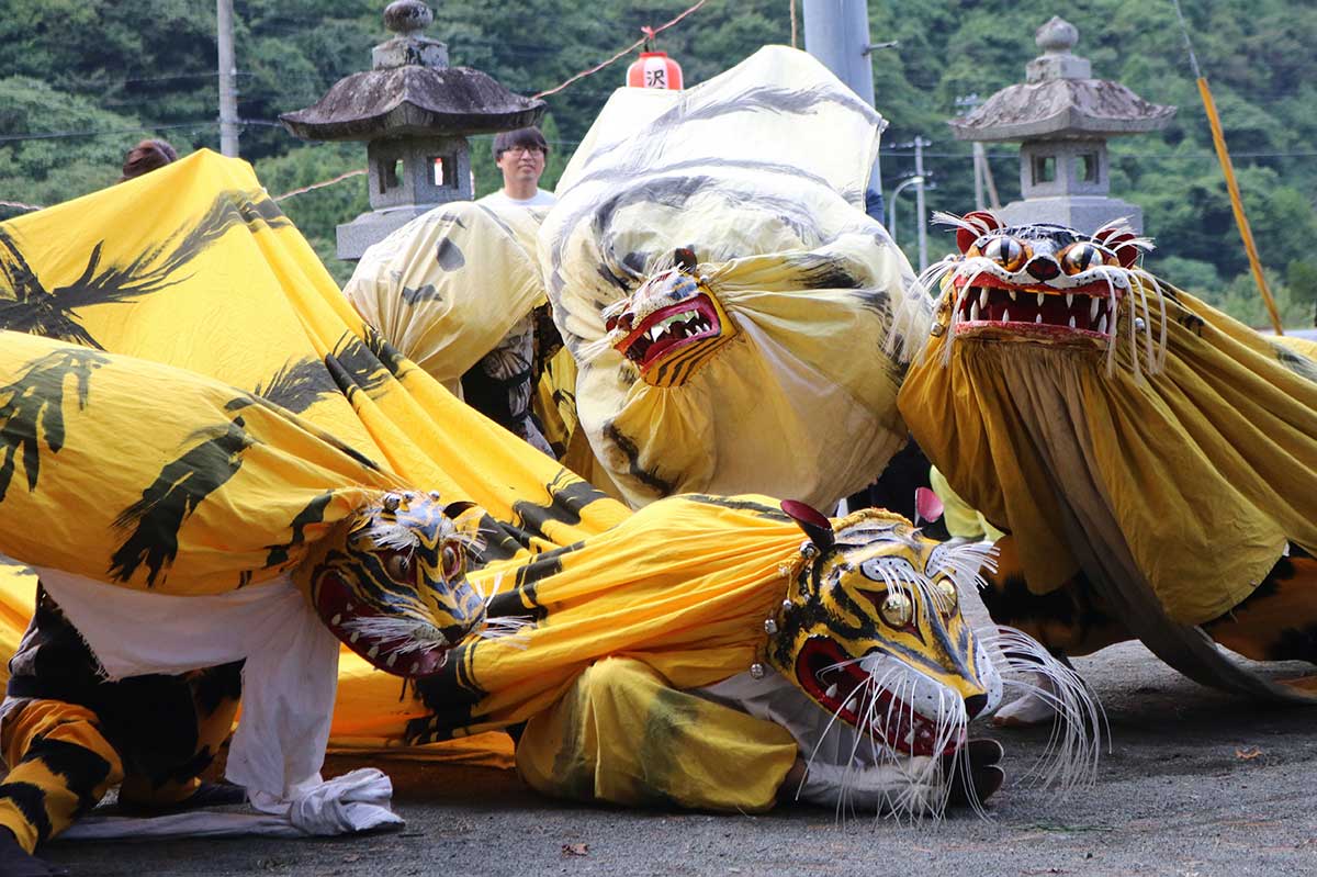 虎頭の形状の違いも楽しめる複数の虎の競演