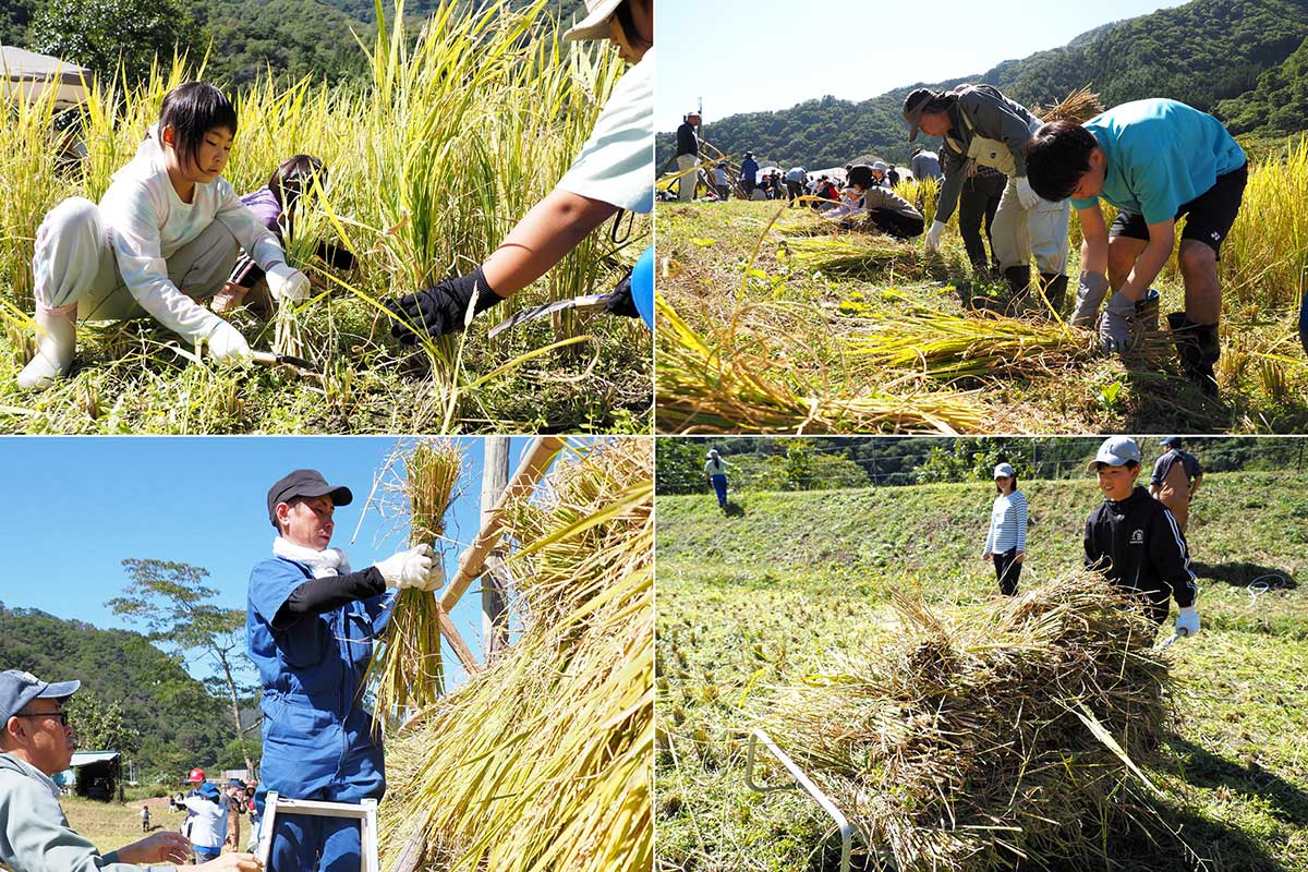 田んぼで育てた稲を刈り、わらで束ねて運んで、はせがけ
