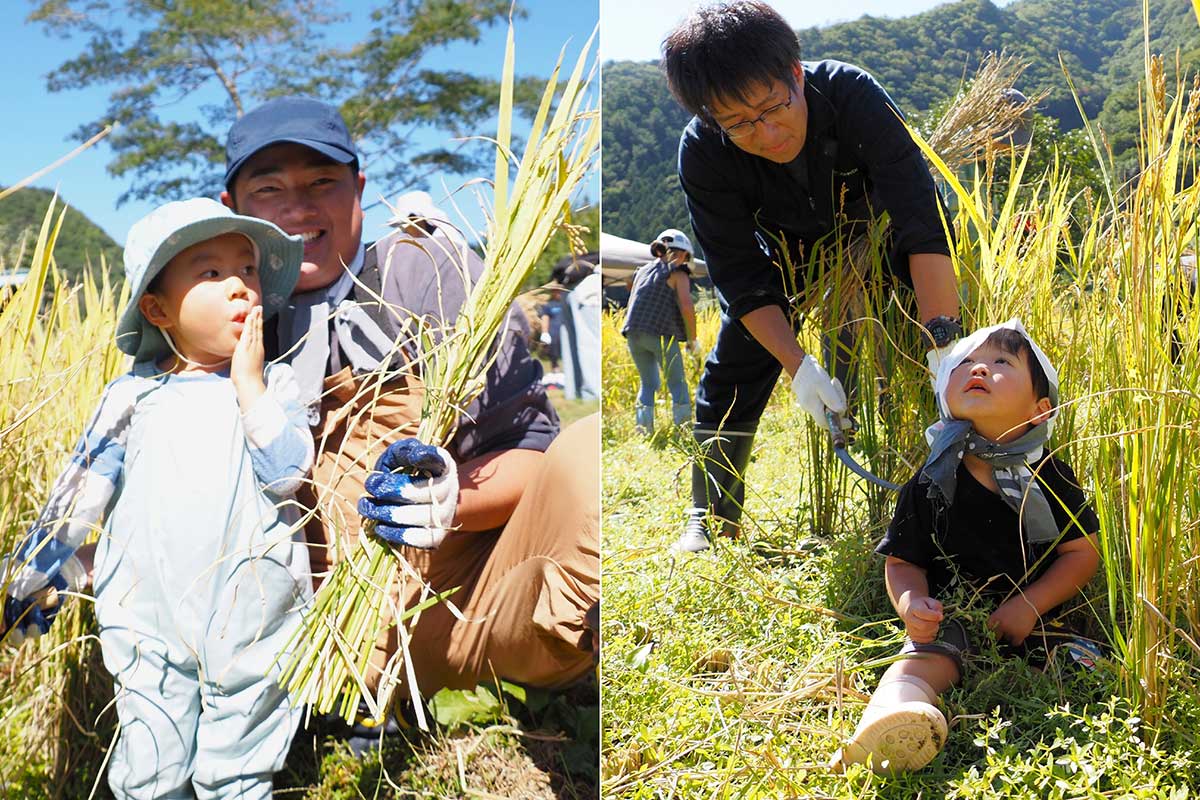 稲刈りに精を出す父親の傍らに子どもの姿。ほのぼの
