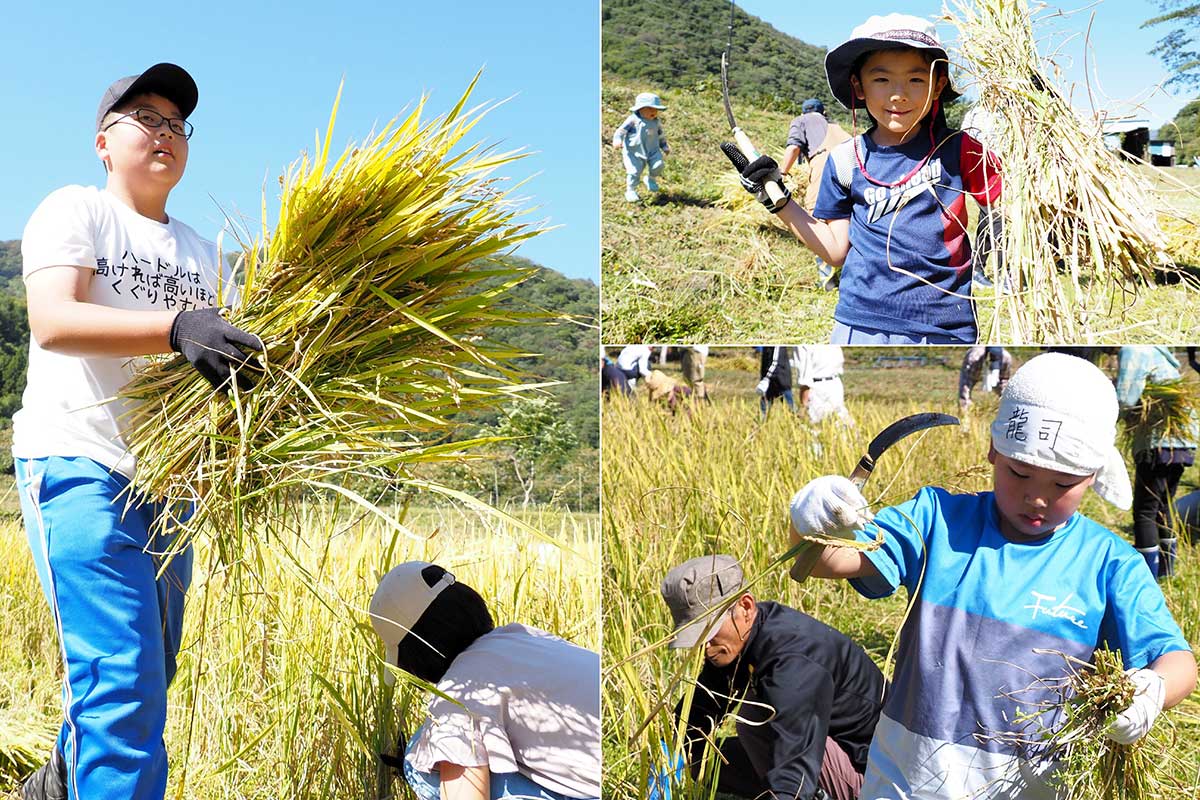 稲の刈り取りに挑戦する子どもたち。実りの秋を体感