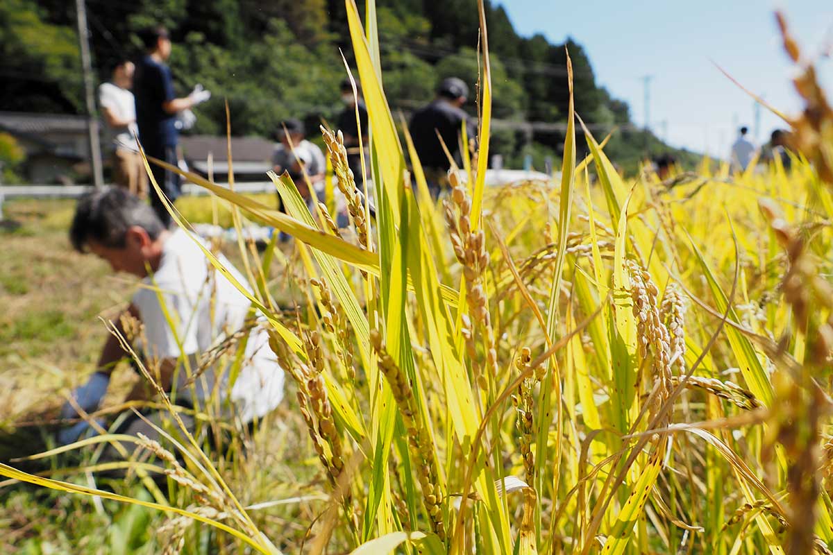 体験会場となった田んぼで育った酒米「吟ぎんが」の穂
