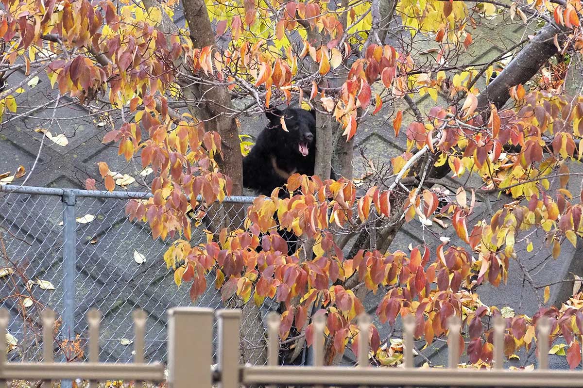 釜石市中心部に出没したクマ。緊急銃猟で駆除された