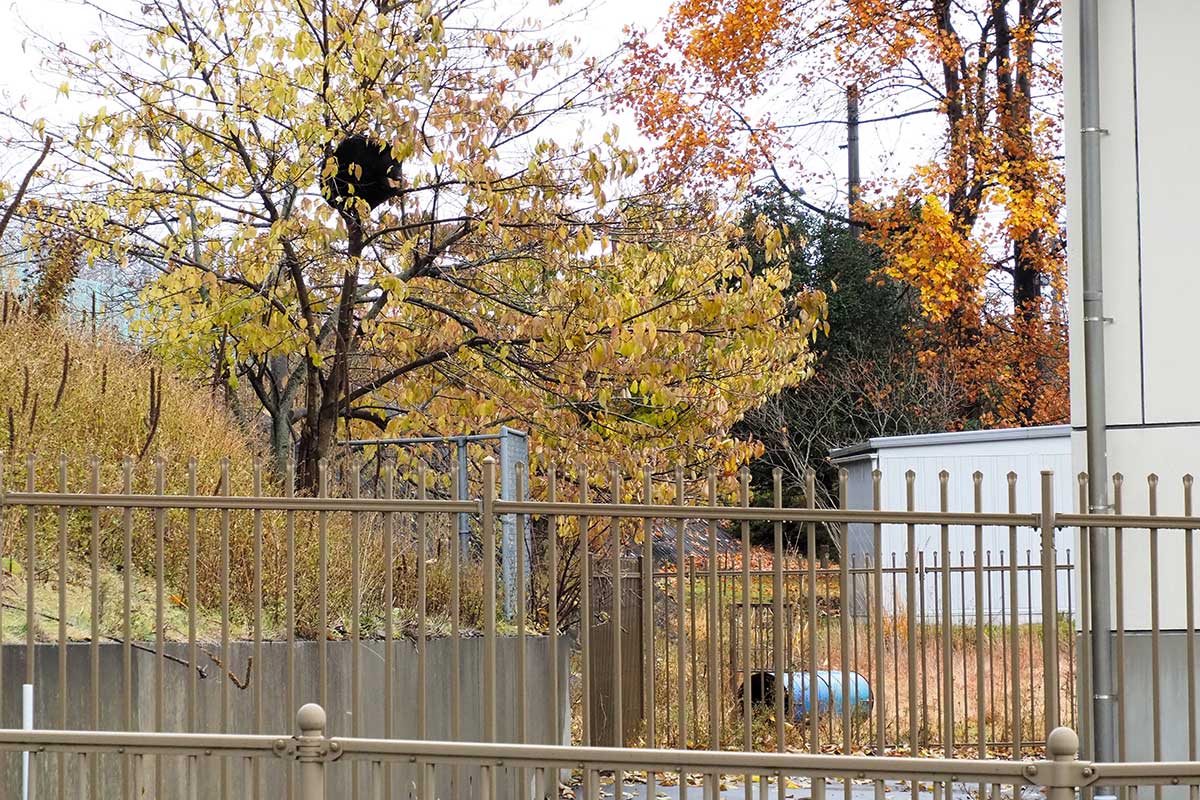 木の下に箱わなを設置するもクマは木の上から動かず