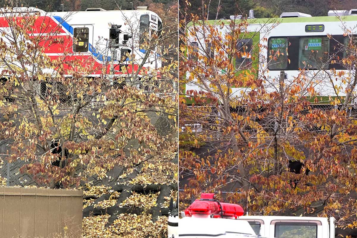 近くの線路を列車が通ってもクマは木の上から動かず
