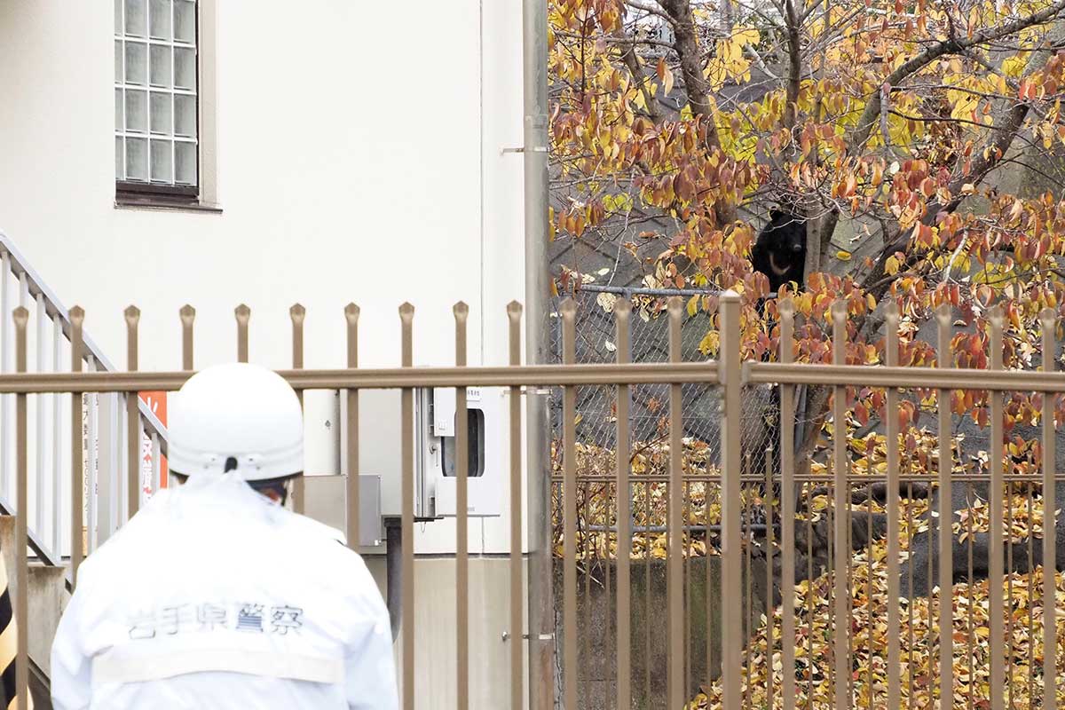 市街地に出没したクマを警戒する警察官とにらみ合い