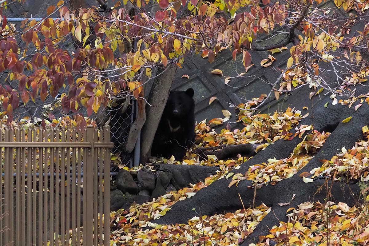 市街地に出没し緊急銃猟で駆除されたクマ